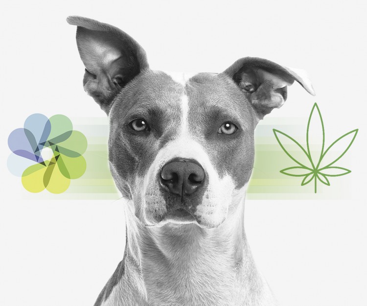 Best cbd oil for dogs