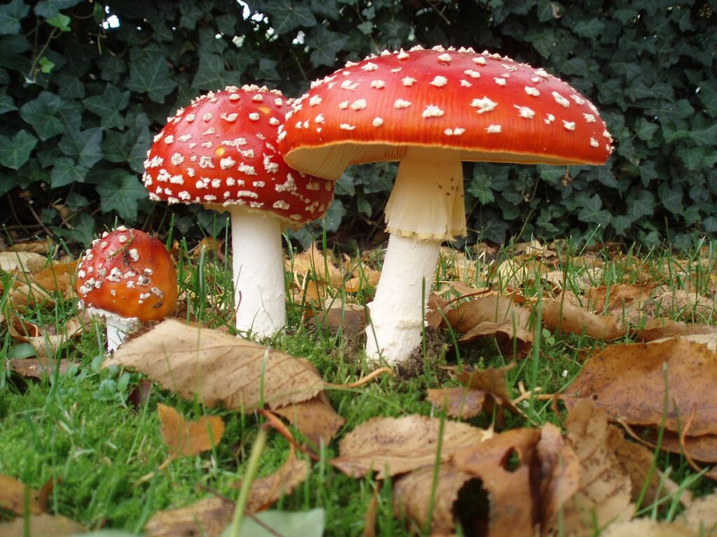 amanita muscaria 